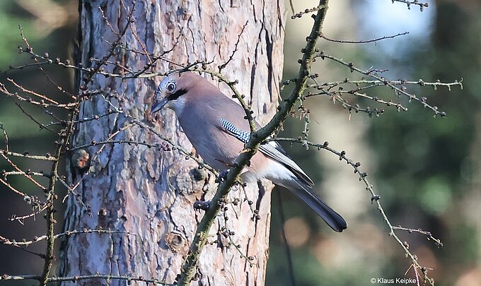 Eichelhäher, der Wächter des Waldes. Foto: NABU Krefeld/Viersen Klaus Keipke