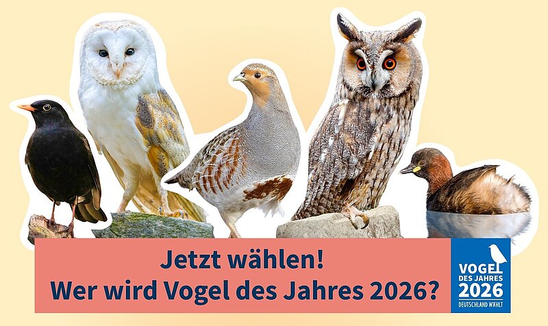 Bildautoren: Amsel: Frank Derer; Rebhuhn: Willi Rolfes; Schleiereule: Christoph Bosch; Waldohreule: Ondrej Prosicky/BIA; Zwergtaucher: Frank Derer.