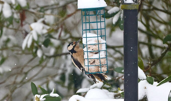 Buntspecht. Foto: NABU Willich Klaus Keipke