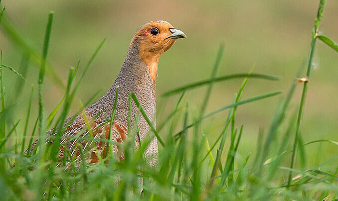 Foto: NABU/Jan Piecha
